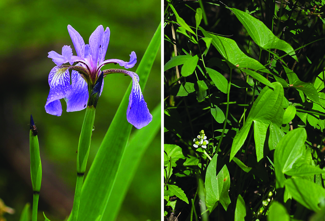 Blue flag Iris and common arrowhead